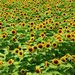 20070728_yamanashitrip_0181